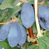 Саджанець Жимолость Бореал Бліззард (Канадська) в контейнері